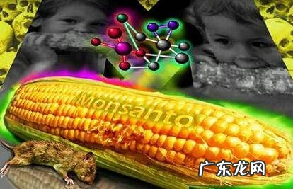 什么叫转基因玉米 什么叫转基因