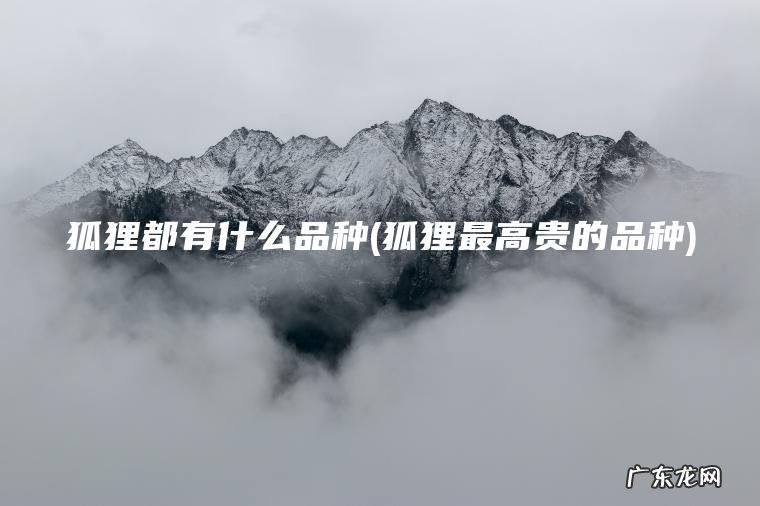 狐狸都有什么品种(狐狸最高贵的品种) 狐狸最高贵的品种 狐狸都有什么品种