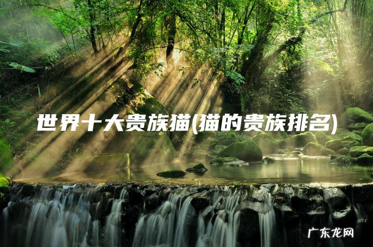 世界十大贵族猫(猫的贵族排名) 猫的贵族排名 世界十大贵族猫