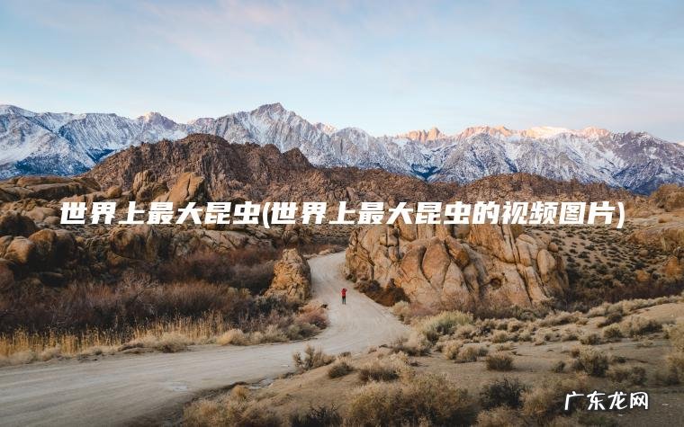 世界上最大昆虫(世界上最大昆虫的视频图片) 世界上最大昆虫的视频图片 世界上最大昆虫