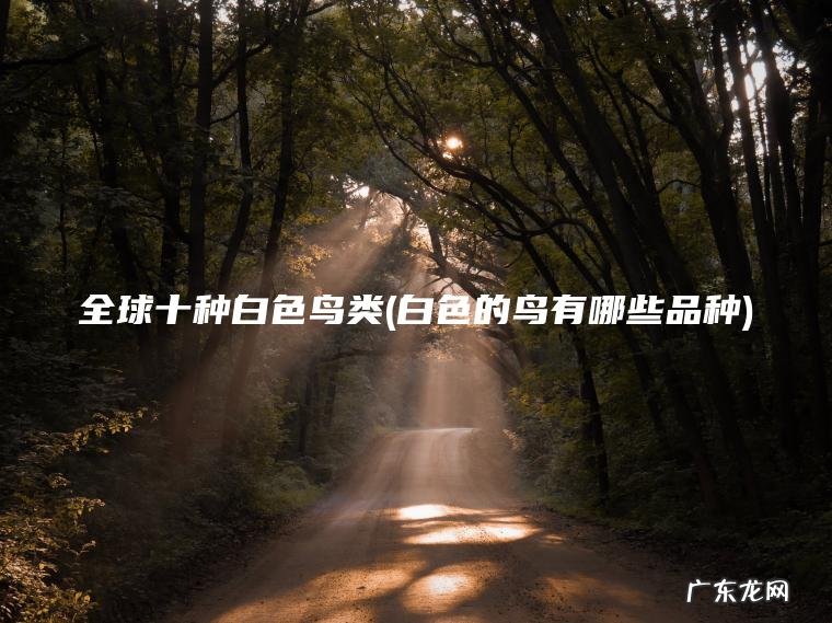 全球十种白色鸟类(白色的鸟有哪些品种) 白色的鸟有哪些品种 全球十种白色鸟类