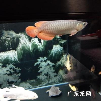 小红龙鱼用什么灯光 小红龙