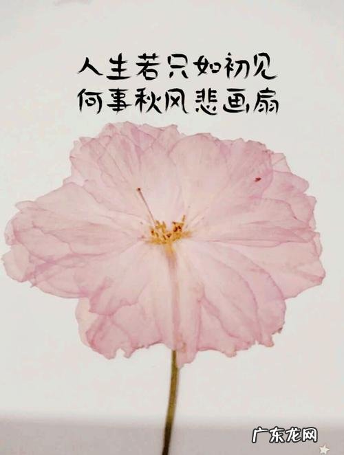 人生若只如初见,何事秋风悲画扇的寓意 人生若只如初见的寓意