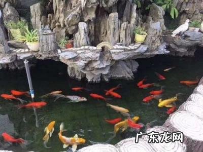 农村养鱼的方法和技巧 养鱼的方法和技巧