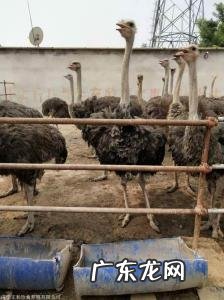 东北养鸵鸟的成本和利润 养鸵鸟的成本和利润