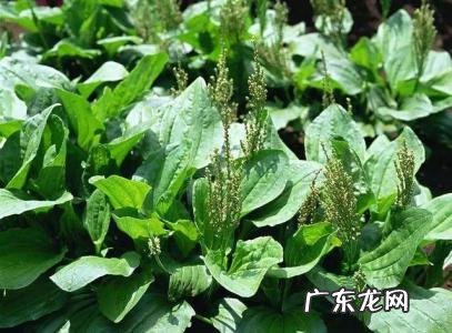 能吃的100种野菜图片 100种野菜
