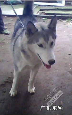 一岁的哈士奇多少钱 一条哈士奇多少钱