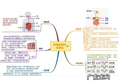 七下生物思维导图大全 第二章 七下生物思维导图大全