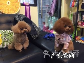 上海宠物店招商加盟连锁 上海宠物店加盟