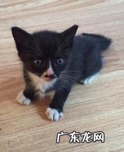 中国八大名猫乌云盖雪多少钱 中国八大名猫乌云盖雪