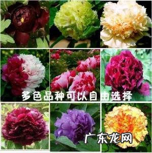 中国花卉名称大全100种 中国花卉名称大全