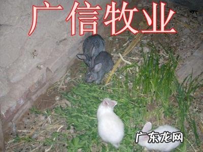 养兔子为什么不赚钱 为什么养兔没有发财的