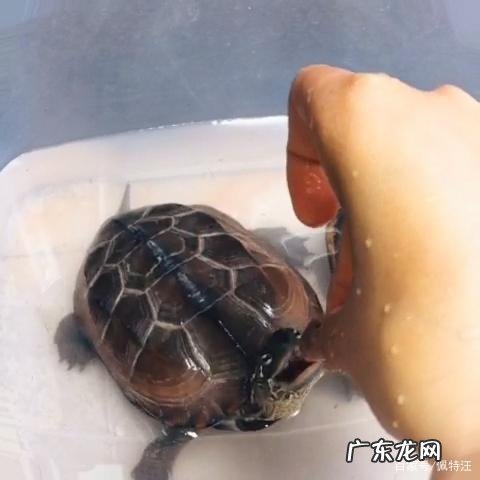 乌龟冬眠开食妙招 乌龟开食妙招