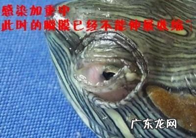 乌龟的眼睛睁不开怎么办也不吃 乌龟的眼睛睁不开怎么办