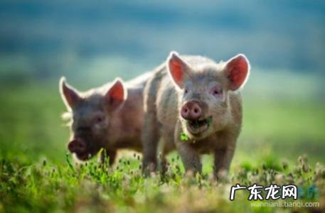 九五年属什么生肖男 九五年属什么生肖