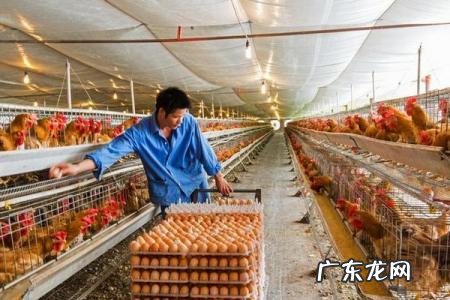 养鸡500只蛋鸡利润 养鸡500只利润