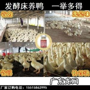 养一千只鸭成本与利润 养鸭1000只利润和成本