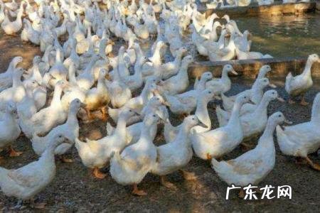 养一千只鸭成本与利润 养鸭1000只利润和成本