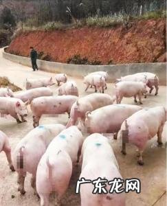 怎么加盟大北农养猪 加盟养猪公司