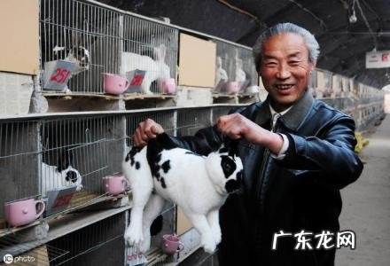 十大暴利养殖行业排行 十大暴利养殖