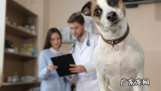 沈阳宠物医生工资 宠物医生工资