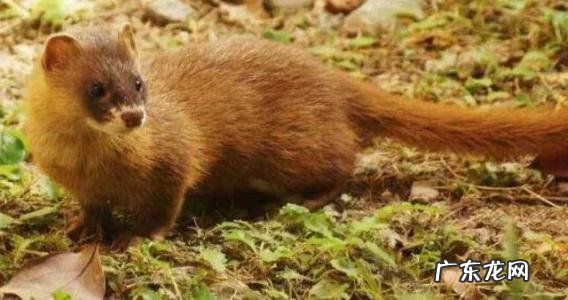 黄鼠狼用什么方法可以消灭它 怎么赶走黄鼠狼妙招