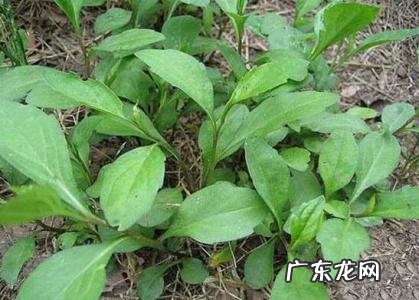 能吃的野菜图片和名字 所有野菜名字大全