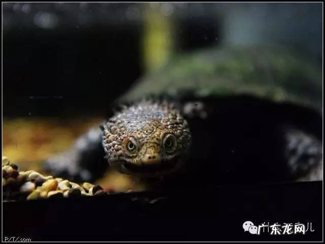 蛋龟品种大全附图 蛋龟品种大全