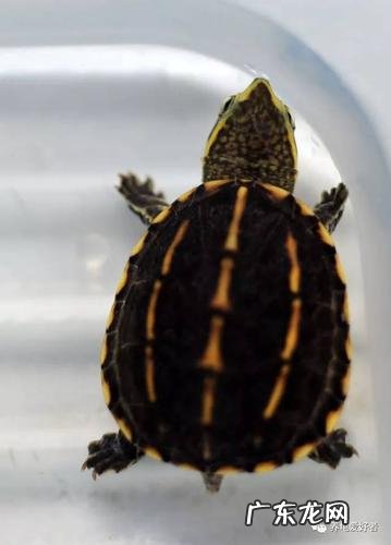 蛋龟品种大全附图 蛋龟品种大全