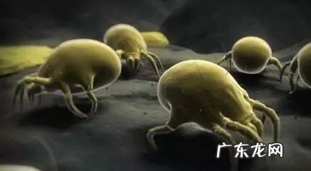 去螨虫的最有效方法,头发去螨虫的最有效方法