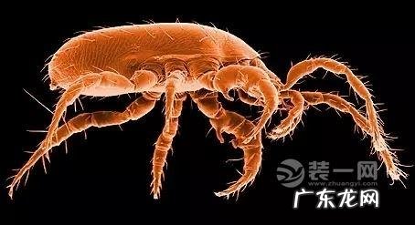 去螨虫的最有效方法,头发去螨虫的最有效方法