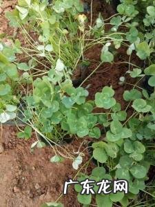 三叶草的功效与作用 三叶草有什么功效和作用