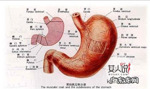 人体胃部位置图 人体胃部十二指肠位置图