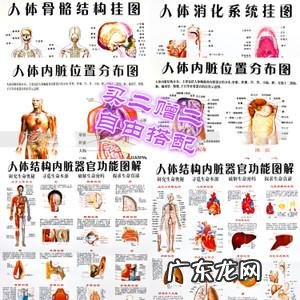 人体胸部器官图分布图 人体右侧胸部上方是什么器官
