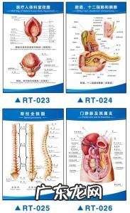 人体解剖图五脏六腑 人体解剖图五脏六腑胰腺炎症状