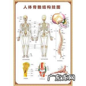 人体骨头分布图 人体骨头分布图