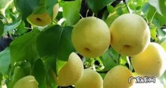 吃梨子的好处与功效 梨的功效与作用是什么