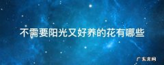 什么花不需要阳光好养 不需要阳光又好养的花有哪些