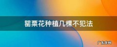 罂粟花 罂粟花种植几棵不犯法