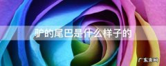 驴的尾巴是什么样子的 驴的尾巴长啥样