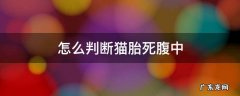 猫胎死腹中的原因 怎么判断猫胎死腹中