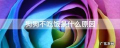 狗狗不吃饭是什么原因 夏天狗狗不吃饭是什么原因